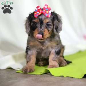 Grace, Cavapoo Puppy